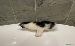 Mixed Breed cats for sale: 5 Mixed Breed Kittens for sale - Image 10