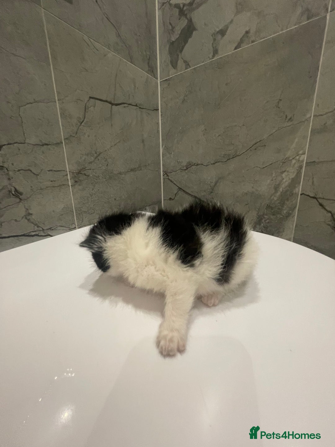 Mixed Breed cats for sale: 5 Mixed Breed Kittens for sale - Image 10