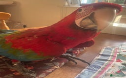 Macaws birds for sale: Baby green winged macaws - Advert 1