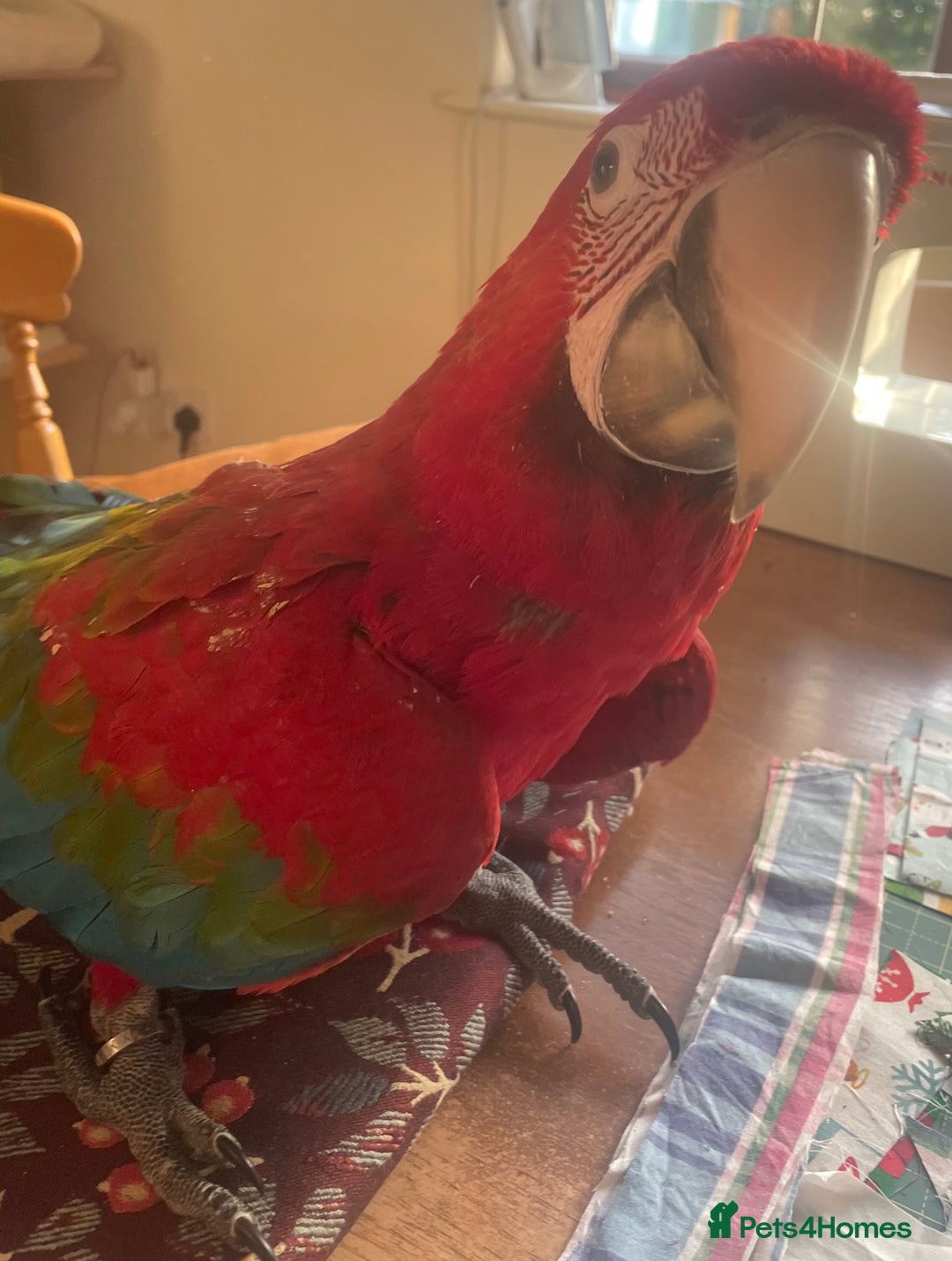 Macaws birds for sale: Baby green winged macaws - Advert 1