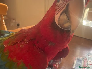 Macaws birds Baby green winged macaws - Advert 2