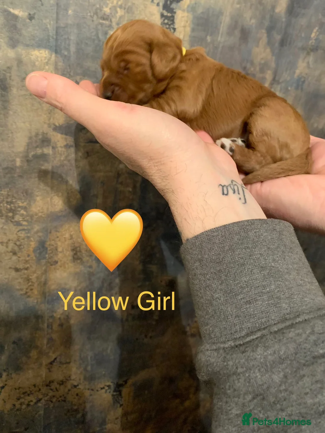 Cockapoo dogs for sale: 🐾Outstanding Health Checked Cockapoo puppies 🐶  - Advert 10