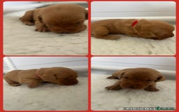 Labrador Retriever dogs for sale: Fox red Labrador Puppies - Image 5