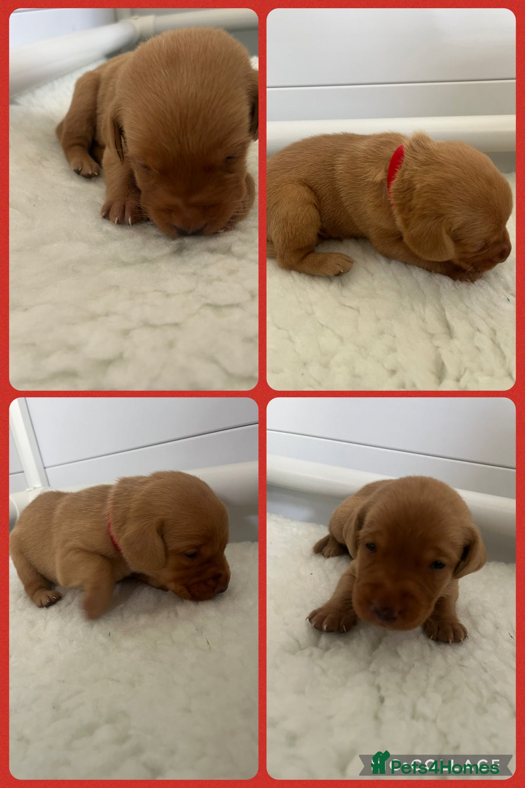 Labrador Retriever dogs for sale: Fox red Labrador Puppies - Image 5