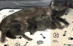 Ragdoll cats for sale: Adorable kittens ( Ragdoll cross) - Image 9