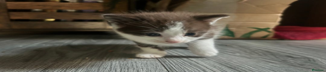 British Shorthair Kitten 1