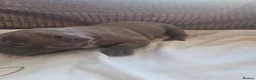 Staffordshire Bull Terrier dogs for sale: Stunning blue staffy pups - Advert 5