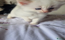 Ragdoll cats for sale: Gorgeous Ragdoll kittens , Ready now. - Image 11
