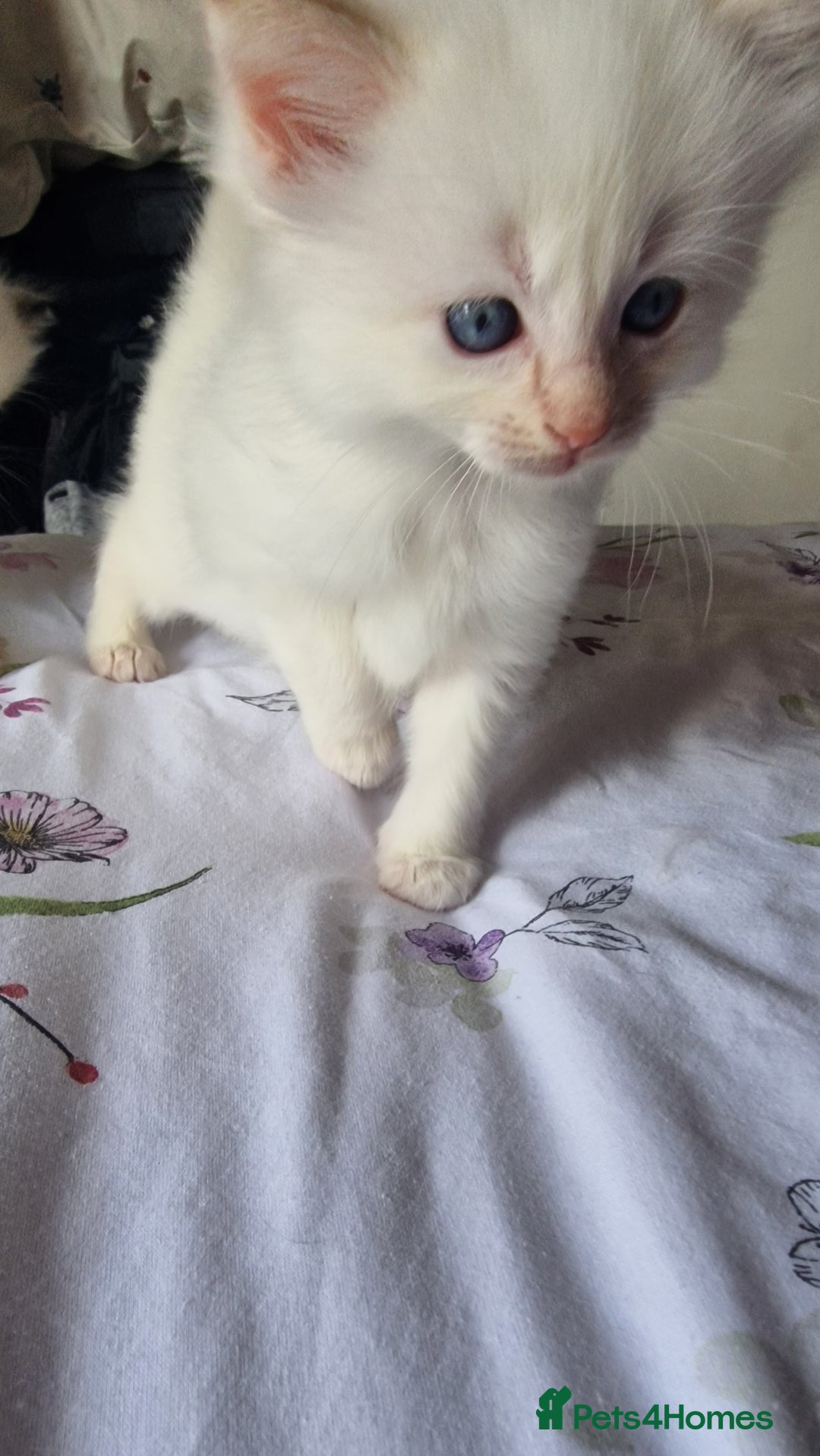 Ragdoll cats for sale: Gorgeous Ragdoll kittens , Ready now. - Image 11