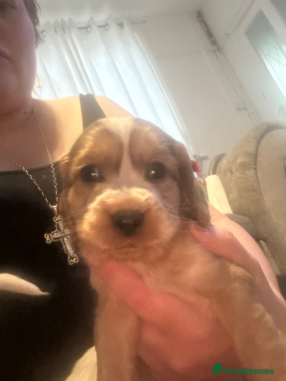 Cocker Spaniel dogs for sale: 🔥 rare coloured show type cocker spaniels  - Image 27