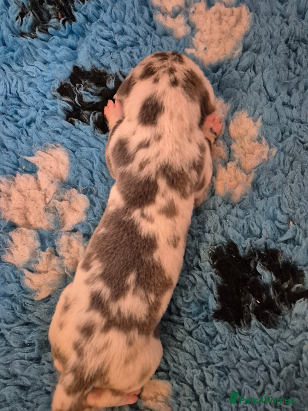 Great Dane dogs for sale: Pedigree Great Dane babies  - Advert 11