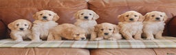 Mini Goldendoodle dogs for sale: Quality Health Tested F1 Miniature Goldendoodles  - Advert 8