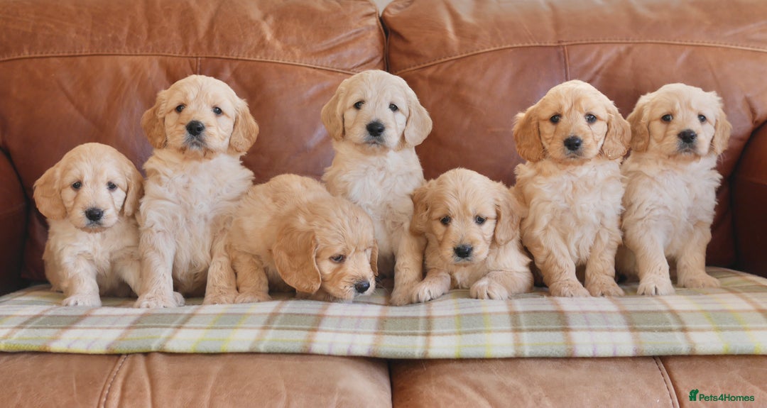 Mini Goldendoodle dogs for sale: Quality Health Tested F1 Miniature Goldendoodles  - Advert 8