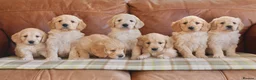 Mini Goldendoodle dogs for sale: Quality Health Tested F1 Miniature Goldendoodles  - Advert 8