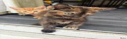Mixed Breed cats for sale: Adorable Kittens Looking for Loving Homes!  - Advert 13