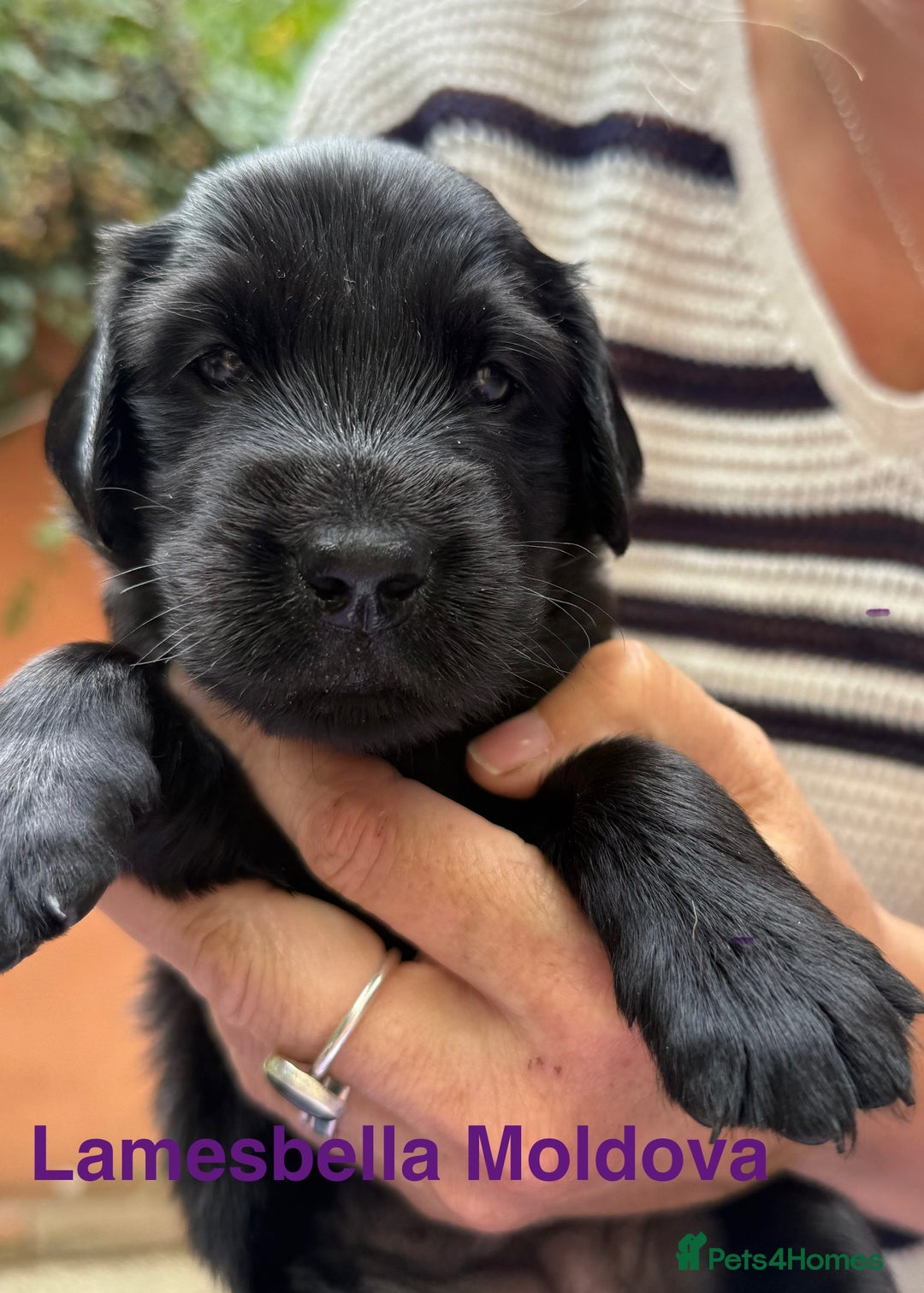 Flat coated Retriever dogs for sale: KC Registered puppies from outstanding parents. - Image 19