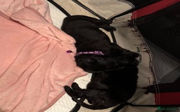 Labrador Retriever dogs for sale: Miss C L Hemmingway  - Image 2
