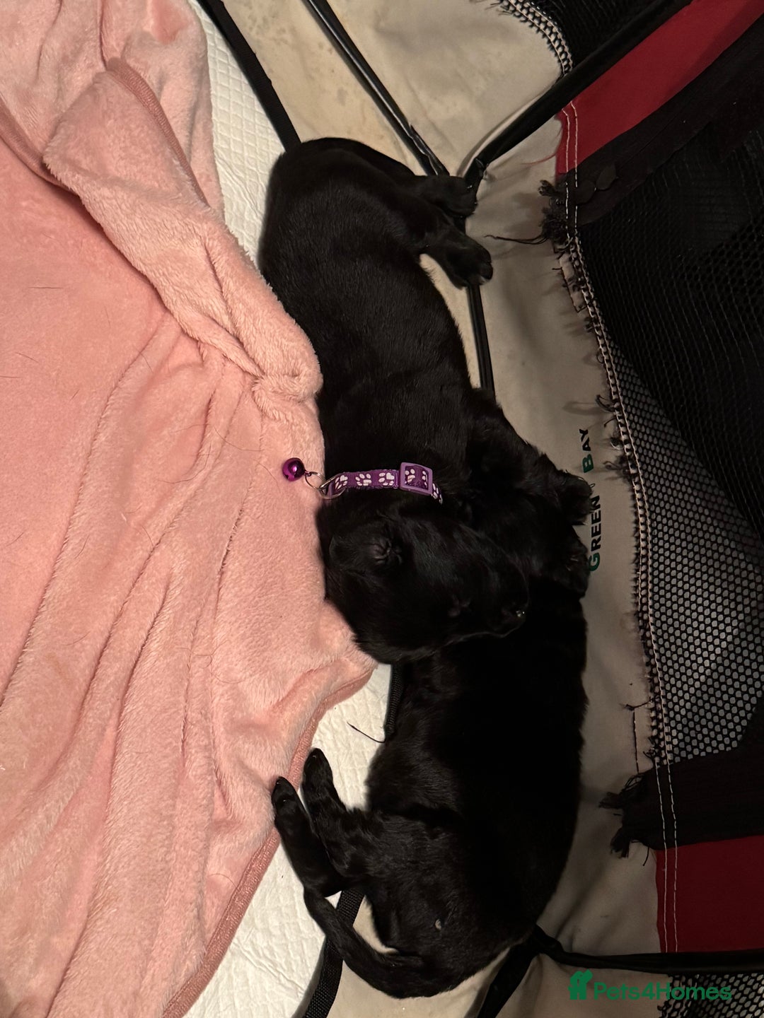 Labrador Retriever dogs for sale: Miss C L Hemmingway  - Image 2