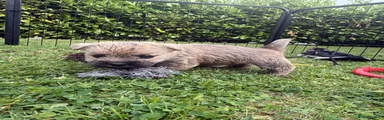 Cairn Terrier 3