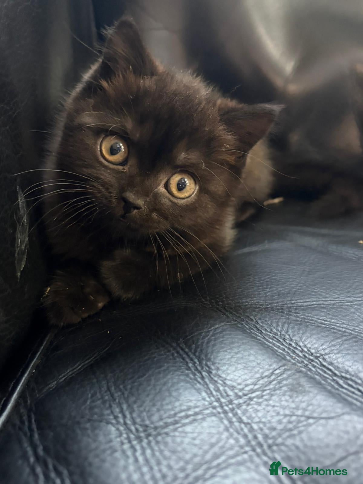 British Shorthair cats Male chocolate kitten in need of new home  - Advert 14