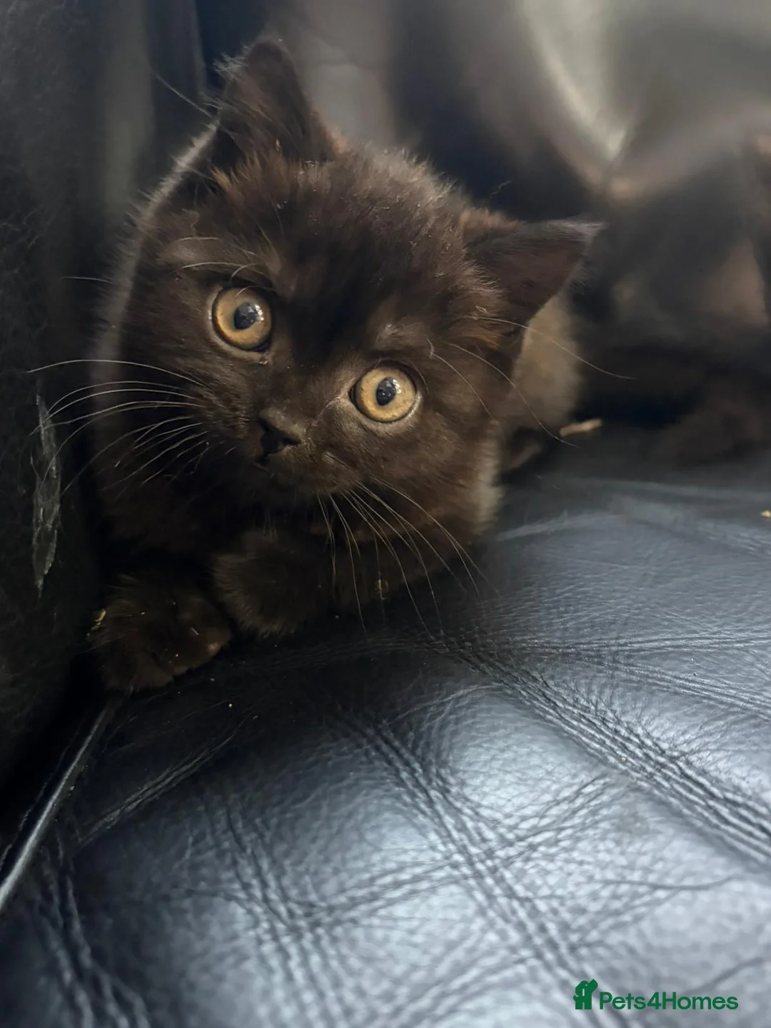 British Shorthair cats for sale: Male chocolate kitten in need of new home  - Advert 1