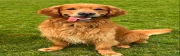 Golden Retriever dogs for sale: KC Registered Puppies - 2 x Girls Available - Advert 10