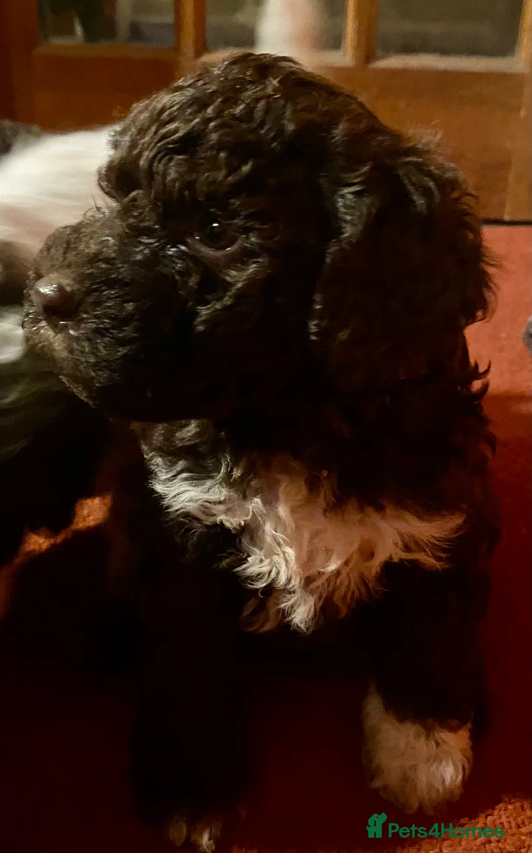 Lagotto Romagnolo dogs for sale: Three wonderful Lagotto pups available now - Advert 3