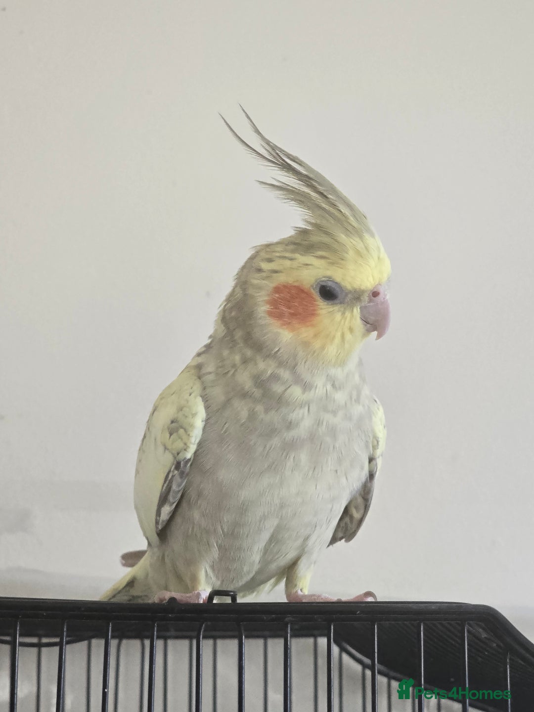 Cockatiels birds for sale: Pair of cockatiels for sale (read description) - Advert 3