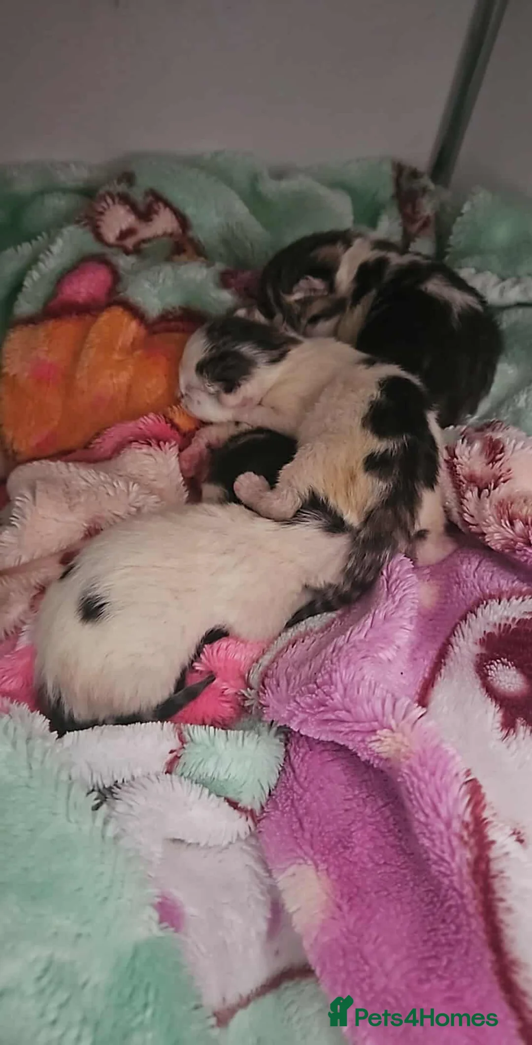 Mixed Breed cats for sale: 4 Beautiful Little Kittens For Sale - Advert 2