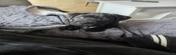 Cane Corso dogs for sale: NEW POST - Cane Corso Puppies  in Stroud - Advert 5
