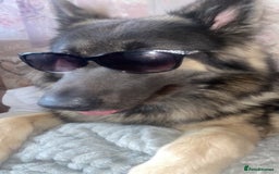 German Shepherd dogs for stud: Blue kc gsd stud  in Oldham - Image 7