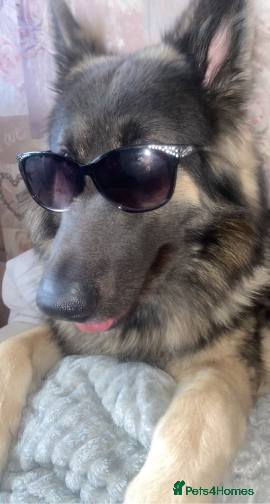 German Shepherd dogs for stud: Blue kc gsd stud  in Oldham - Image 7