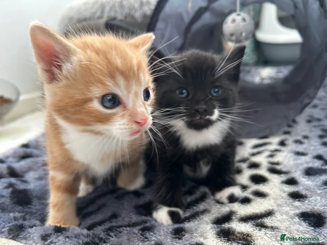 Domestic Shorthair cats for sale: Two male kittens  - Advert 2