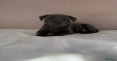 Staffordshire Bull Terrier dogs - Advert 1