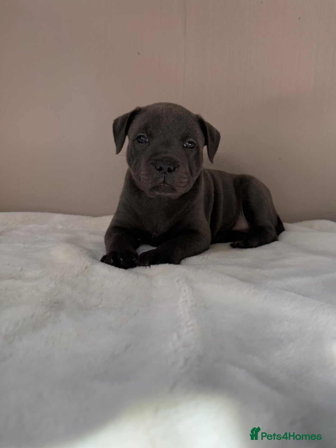Staffordshire Bull Terrier dogs for sale: BLUEDOGCITY PHARON AT BULLSCAFF X WEDNESDAY ADDAMS - Image 8