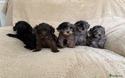 Cockapoo dogs for sale: Cockapoo puppies  - Image 1