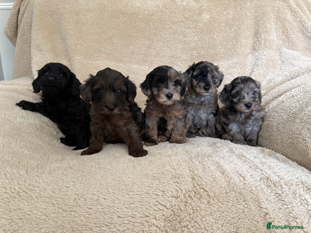 Cockapoo dogs for sale: Cockapoo puppies  - Image 1