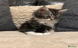 Maine Coon cats for sale: Maine Coon - Image 10