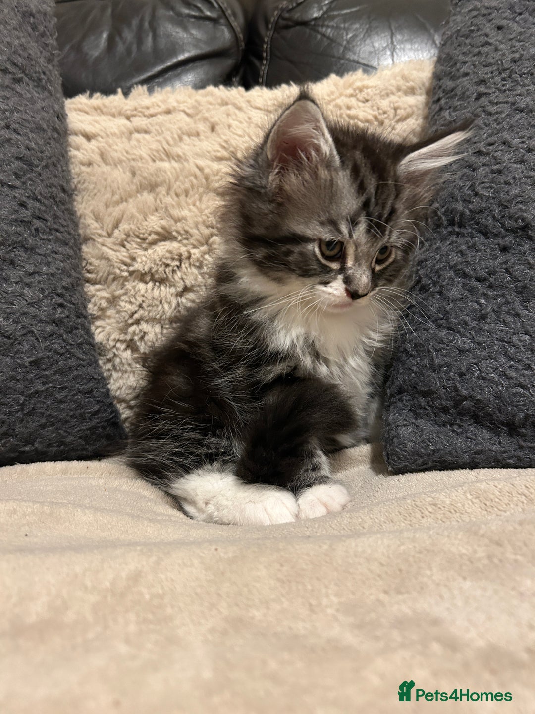 Maine Coon cats for sale: Maine Coon - Image 10