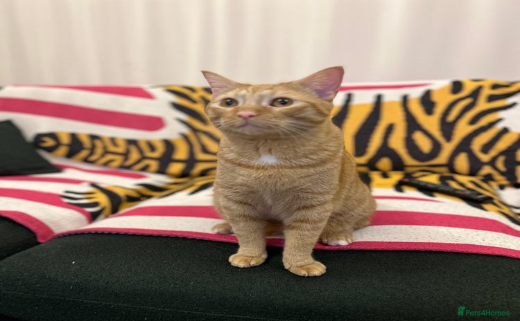 British Shorthair cats - Advert 4