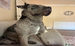 Mixed Breed dogs for sale: Zeus cane corso merle  - Image 7