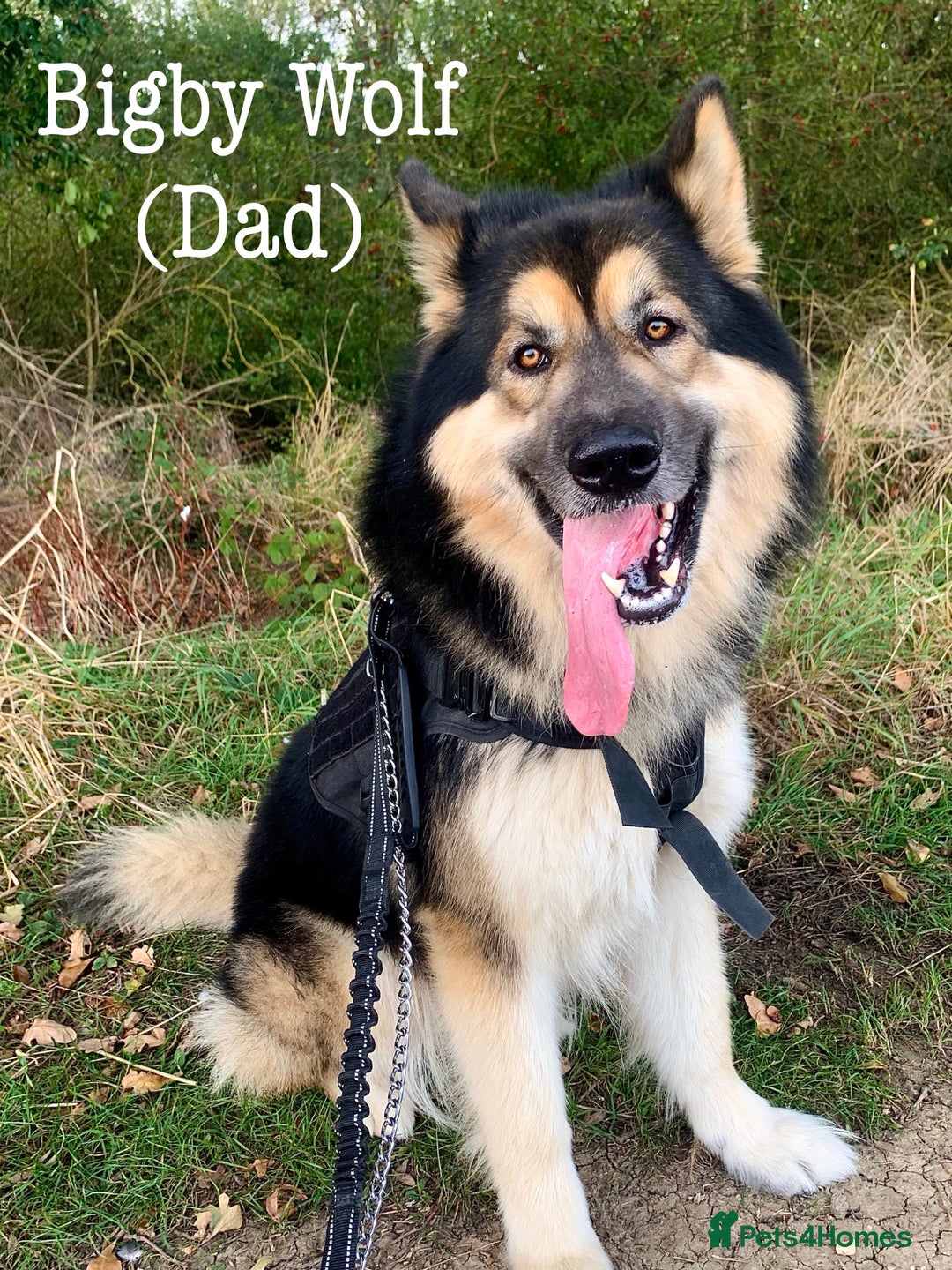 Mixed Breed dogs for sale: Malamute x Alaskan Shepherd Litter - Image 15