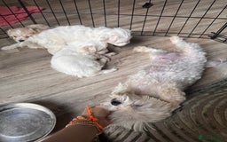 Maltipoo dogs for sale: Tea Cup Maltipoos  - Image 8