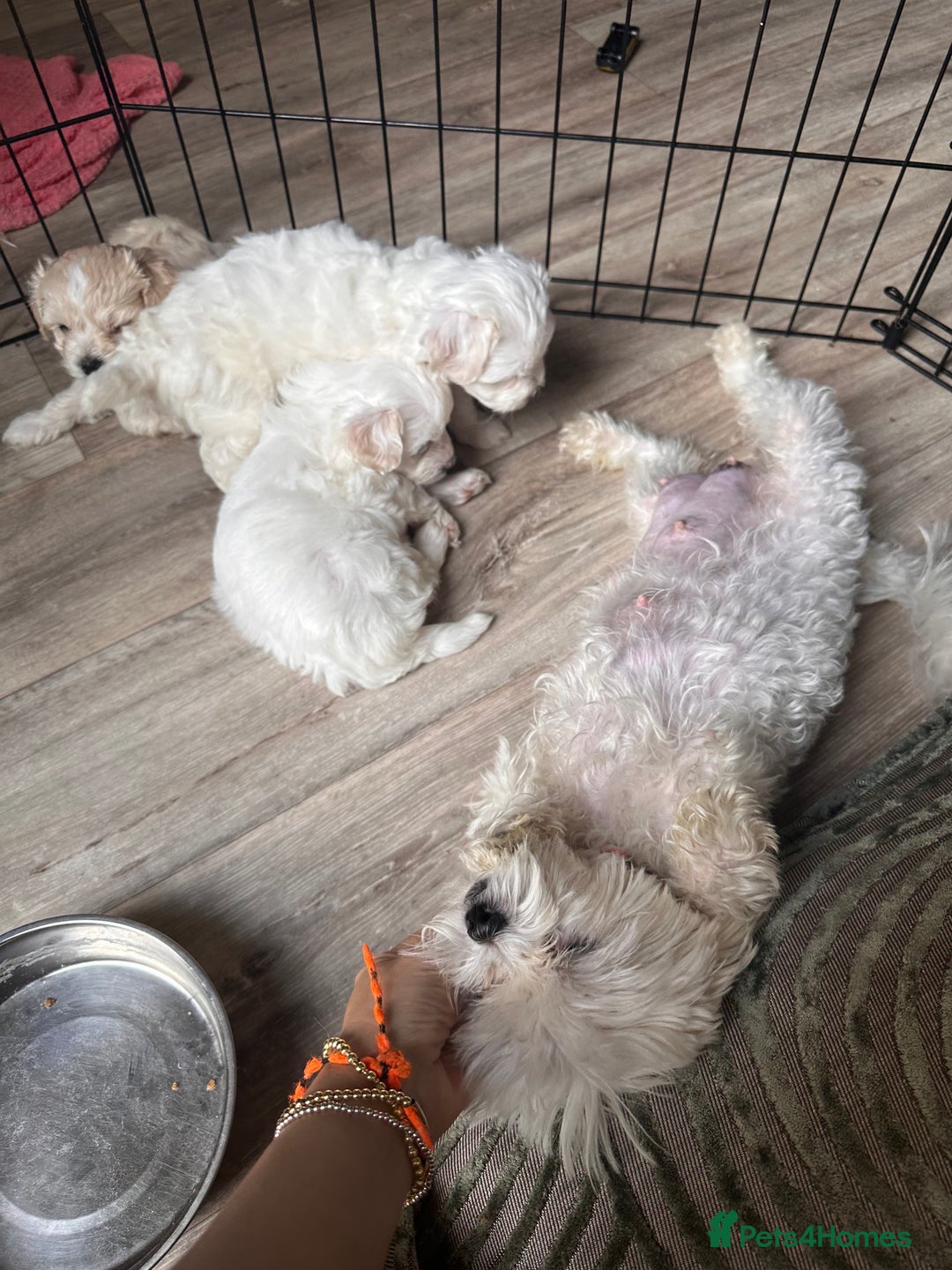 Maltipoo dogs for sale: Tea Cup Maltipoos  - Image 8