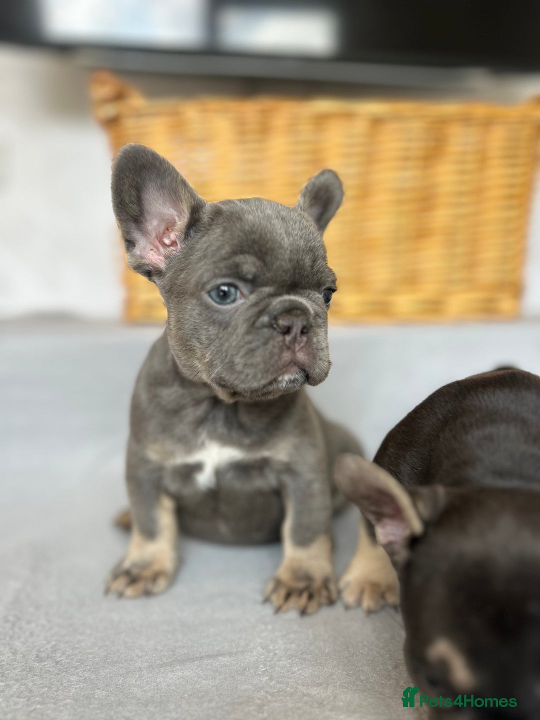 French Bulldog dogs for sale: *REDUCED* Fluffy Carrier French Bulldog - Image 8