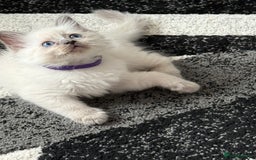 Ragdoll cats for sale: Stunning bluepoint Ragdoll kittens - Image 6