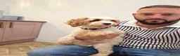 Cavapoo dogs for sale: F2 Cavapoo pups. DNA Health tested parents.  - Advert 23