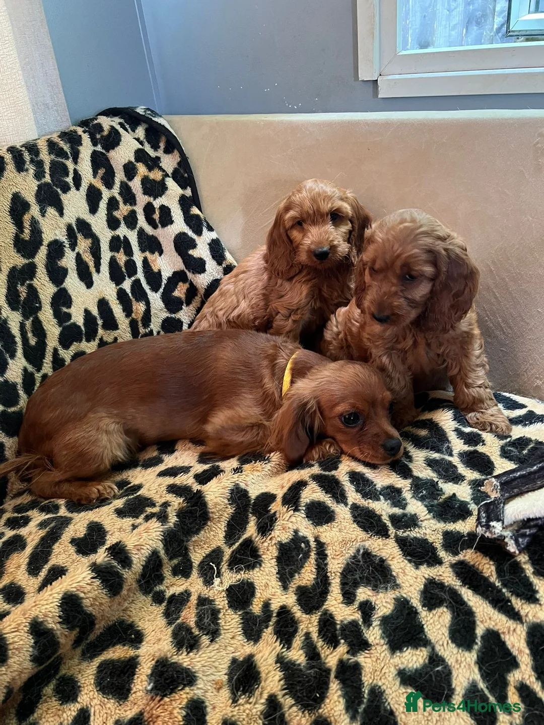 Cavapoo dogs for sale: Gorgeous cavapoos ready for their forever homes in Baldock - Advert 1