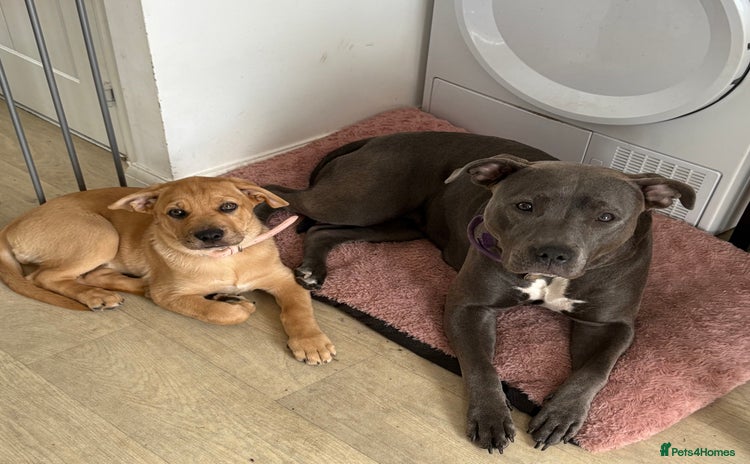 Mixed Breed dogs - Advert 3