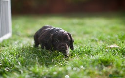 Cocker Spaniel dogs for sale: KC Reg – Fully Health Tested – Working Cocker Pups - Image 32